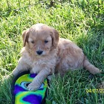 About Mini Goldendoodles