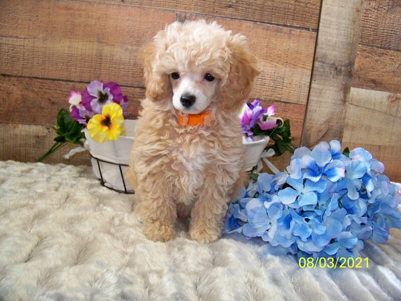 AKC Miniature Poodle Puppy
