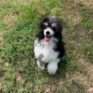Miniature Poodle Grooming