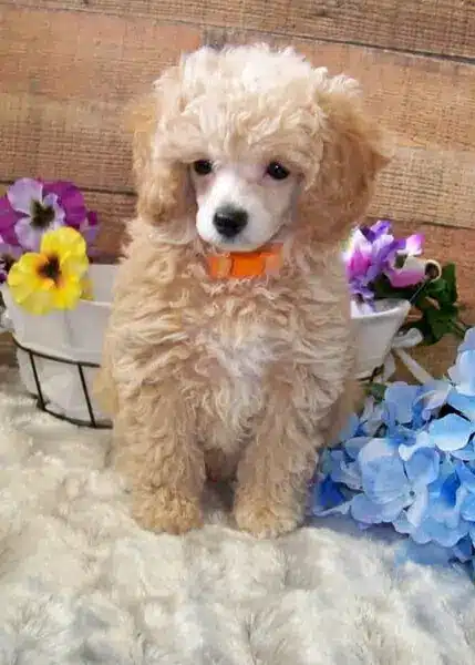 Miniature Poodle Puppy Small dog breed in KS