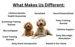 Small Dog Breeds Kansas