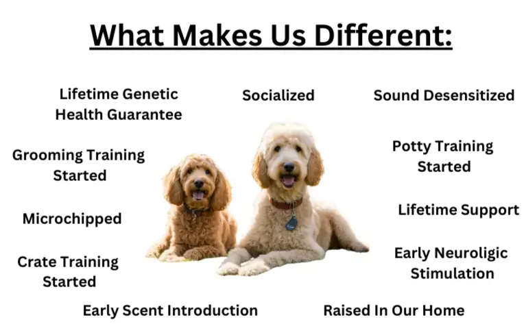 Small Dog breeds in Kansas Mini Goldendoodle and Miniature Poodle puppies