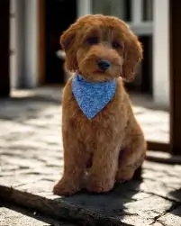 Mini Goldendoodle Grooming with a Teddy Bear clip