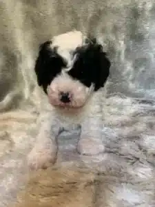 miniature goldendoodle puppy