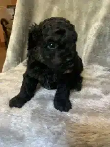 mini goldendoodle puppies