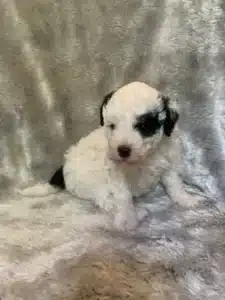 mini goldendoodle puppies