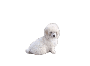 About Miniature Poodles