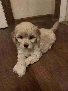 Mini Goldendoodle FAQ