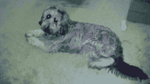 Goldendoodle Colors & Markings