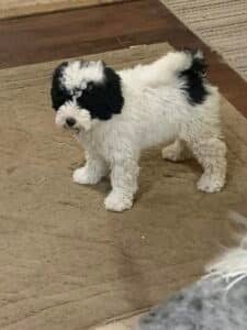 Goldendoodle Colors & Markings