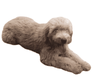 Mini Goldendoodle Generations