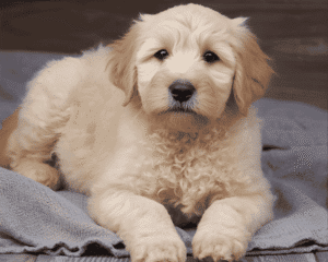 Goldendoodle Colors & Markings