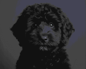 Goldendoodle Colors & Markings