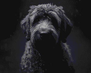 Goldendoodle Colors & Markings