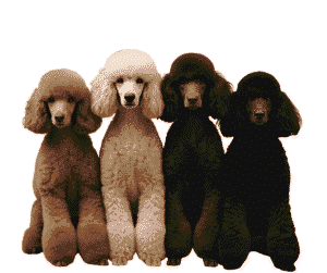 Poodle Colors & Markings