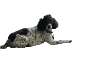 Poodle Colors & Markings