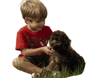 Miniature Poodle FAQ