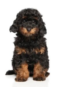 Poodle Colors & Markings