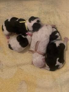 Miniature Poodle Puppies