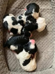 Miniature Poodle Puppies