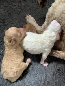 Mini Goldendoodle Puppies