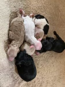 Mini Goldendoodle Puppies