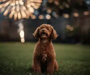 Sound Desensitization For Puppies