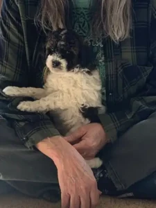 Mini Goldendoodle Puppies