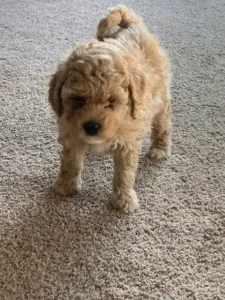 Mini Goldendoodle & Miniature Poodle Puppy