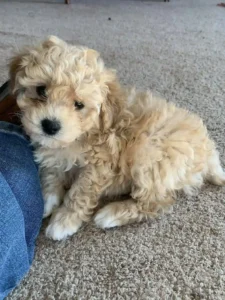 Miniature Poodle Puppies KS
