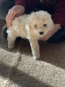 Mini Poodle Puppy KS