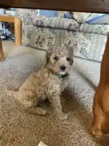 Mini Goldendoodle puppies Bullet