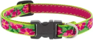 Puppy Supply List Lupine Collar