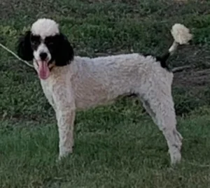 Kansas Miniature Poodle Breeder