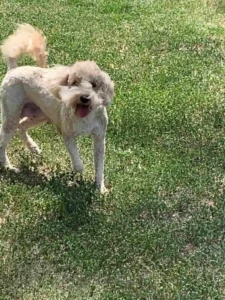 Health tested breeding dogs - Pixie