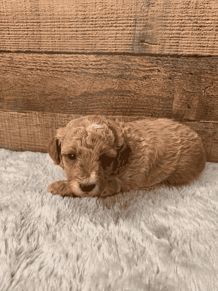 Nico an apricot Miniature Poodle puppy in Kansas