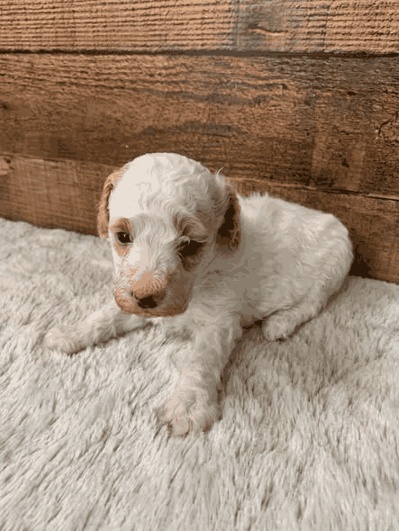 Beau an apricot parti Miniature Poodle puppy in Kansas.