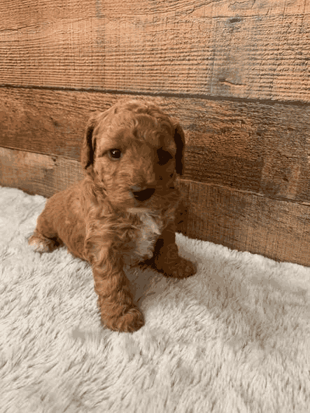 Huck a red Miniature Poodle puppy in Kansas