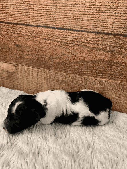 Flaire a black parti Miniature Poodle KS