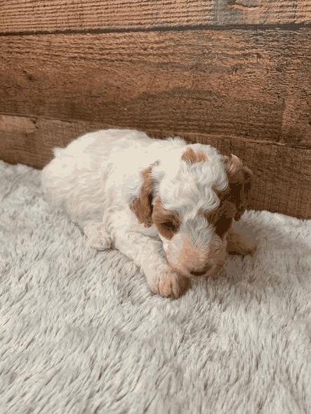 Koda a red parti Miniature Poodle puppy in Kansas