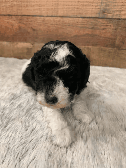 Amber the black parti Miniature Poodle puppy in Kansas