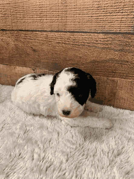 Jade the black parti Miniature Poodle puppy in Kansas