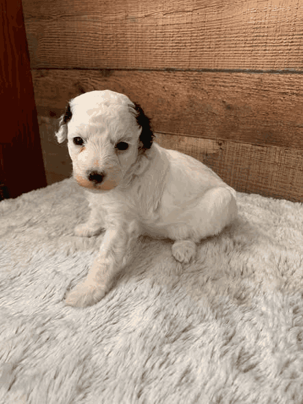 Ruby the Miniature Poodle puppy