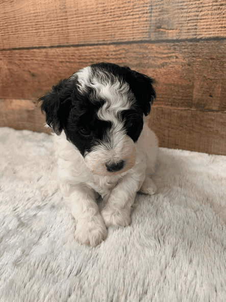 Slate a black parti Miniature Poodle puppy in Kansas
